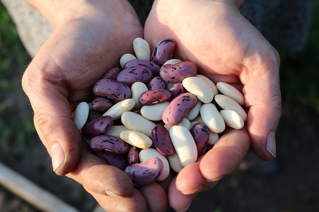 fazole v rukou farmáře