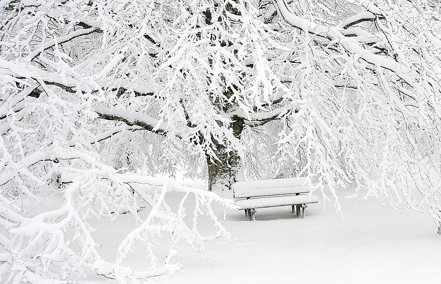 zasněžený strom, lavička