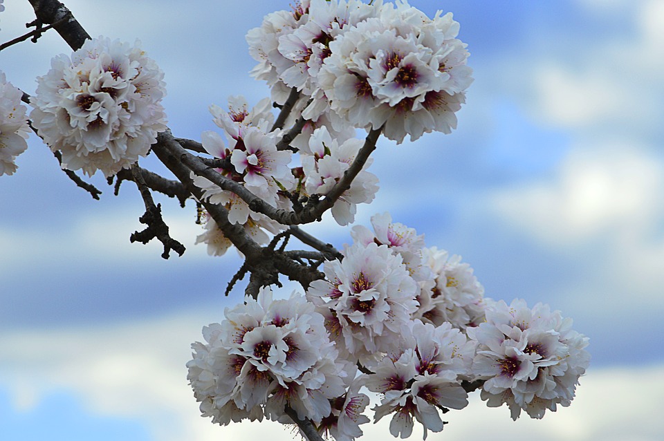 kvetoucí keř - mandlovník